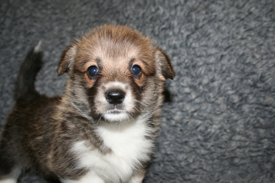Puppies